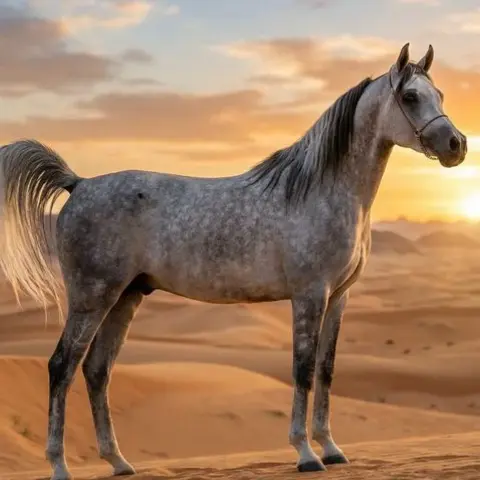 Pferderasse Arabisches Vollblut