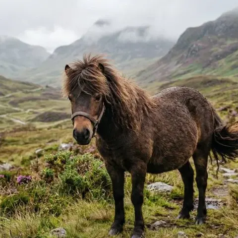 Pferderasse Shetlandpony