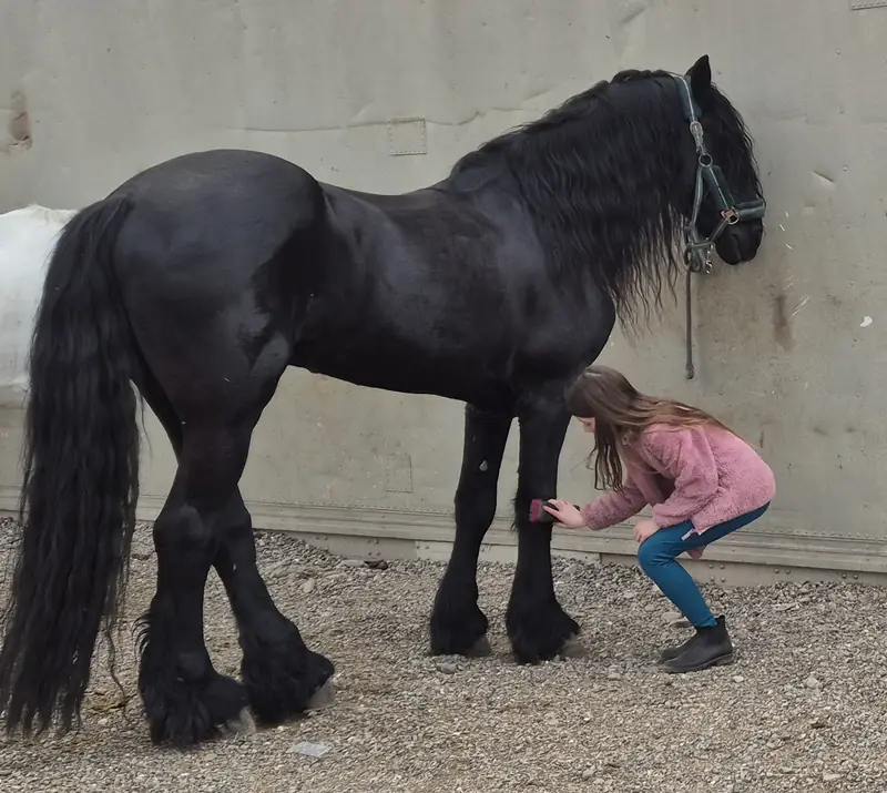 Das schwarze Pferd Siete steht von der Seite, die lange Mähne fällt bis über den Hals. Ein Mädchen putzt sein Bein